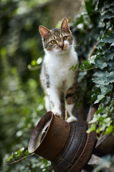  Hauskatze werbefotograf tierfotograf katzenfutter