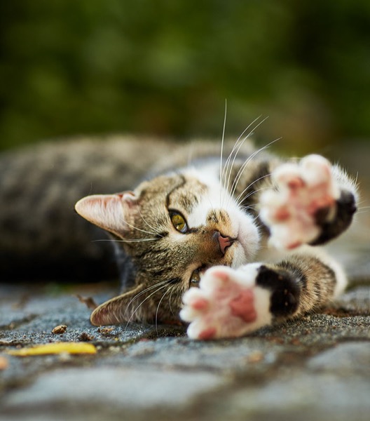  Hauskatze werbefotograf tierfotograf katzenfutter