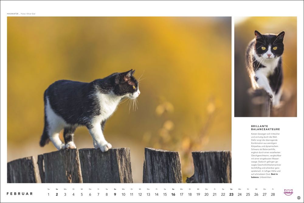 whiskas kalender tierfotograf oliver giel 