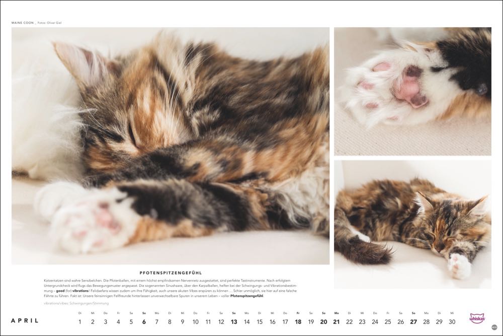 whiskas kalender tierfotograf oliver giel 