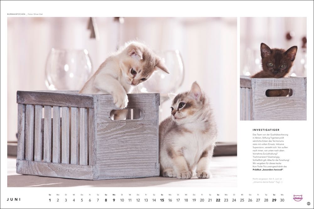 whiskas kalender tierfotograf oliver giel 