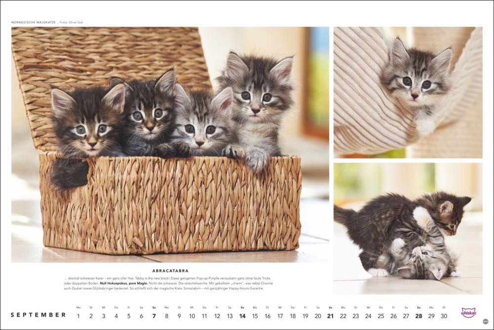 whiskas kalender tierfotograf oliver giel 