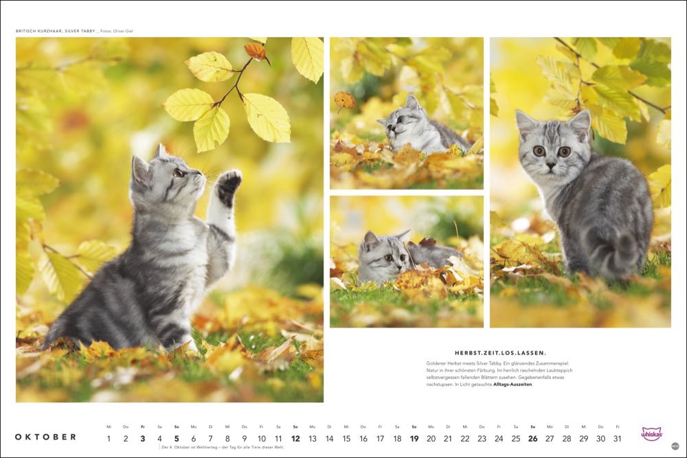 whiskas kalender tierfotograf oliver giel 