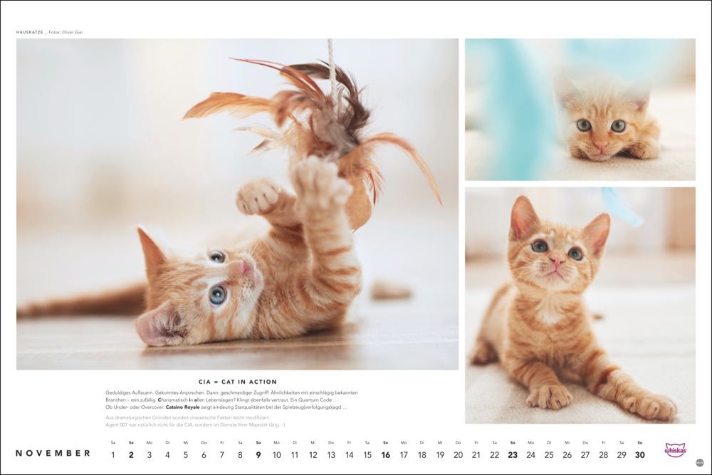 whiskas kalender tierfotograf oliver giel 