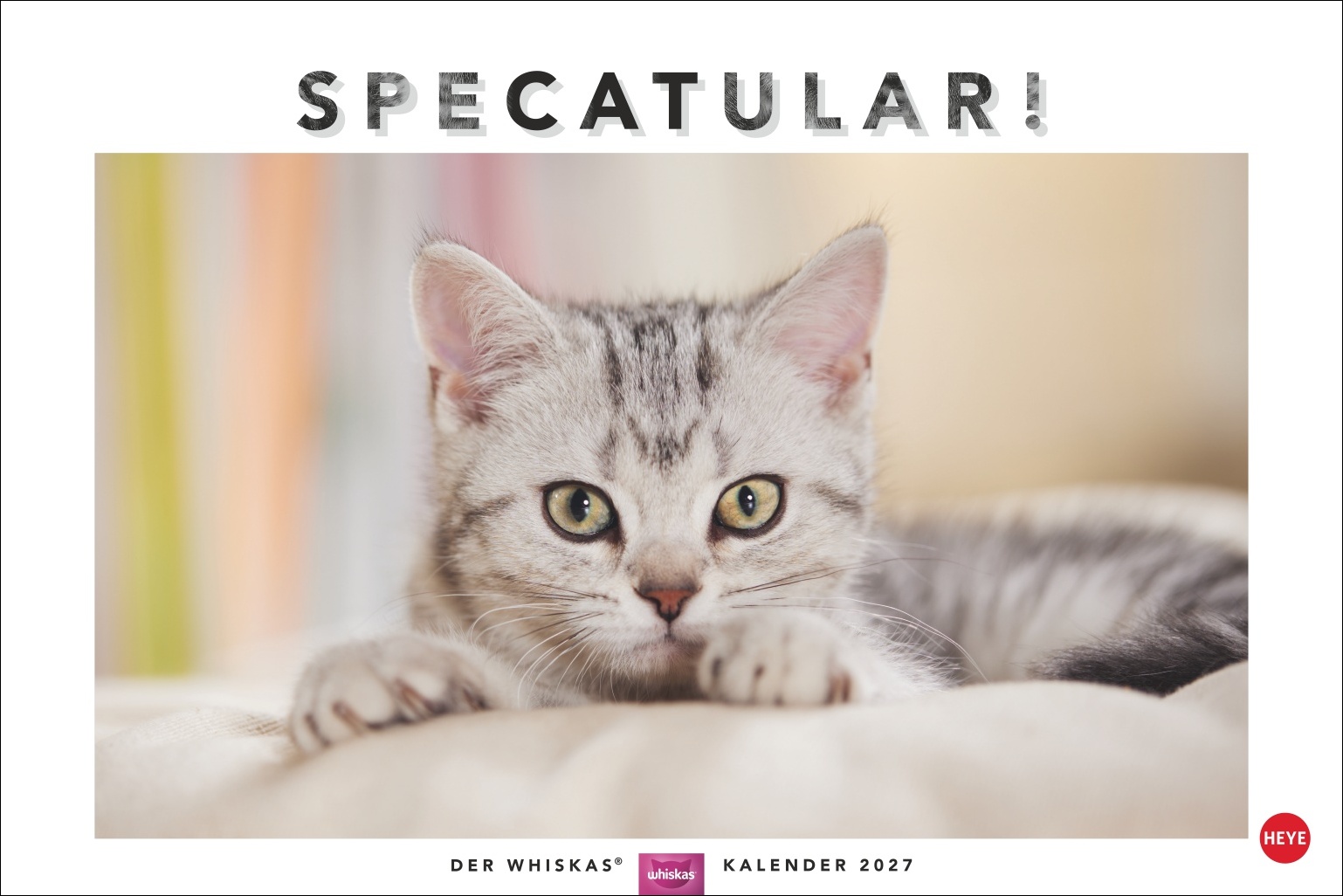 Graugetigerte Katze mit gelben Augen blickt direkt in Kamera, liegt auf hellem Untergrund, Kalendercover, Foto: Oliver Giel