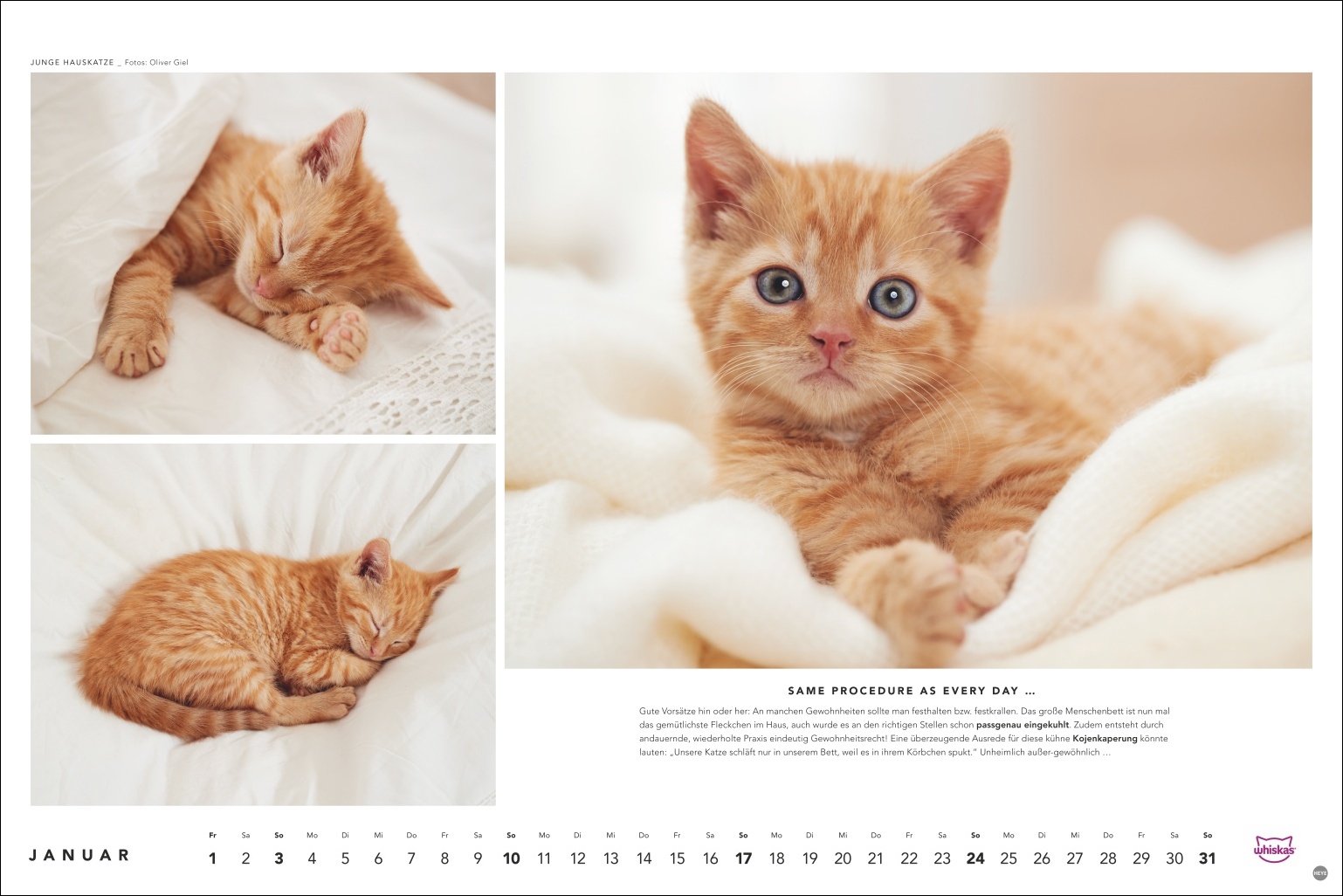 Junge r&ouml;tlich-getigerte Katze in verschiedenen Positionen auf wei&szlig;em Textil, neugierig blickend, Kalenderseite Januar, Foto: Oliver Giel