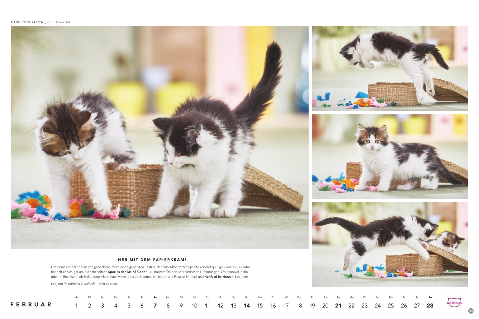 Schwarz-wei&szlig;e Katzenkinder mit braunen Flecken spielen mit Weidenk&ouml;rbchen und buntem Spielzeug, Foto: Oliver Giel