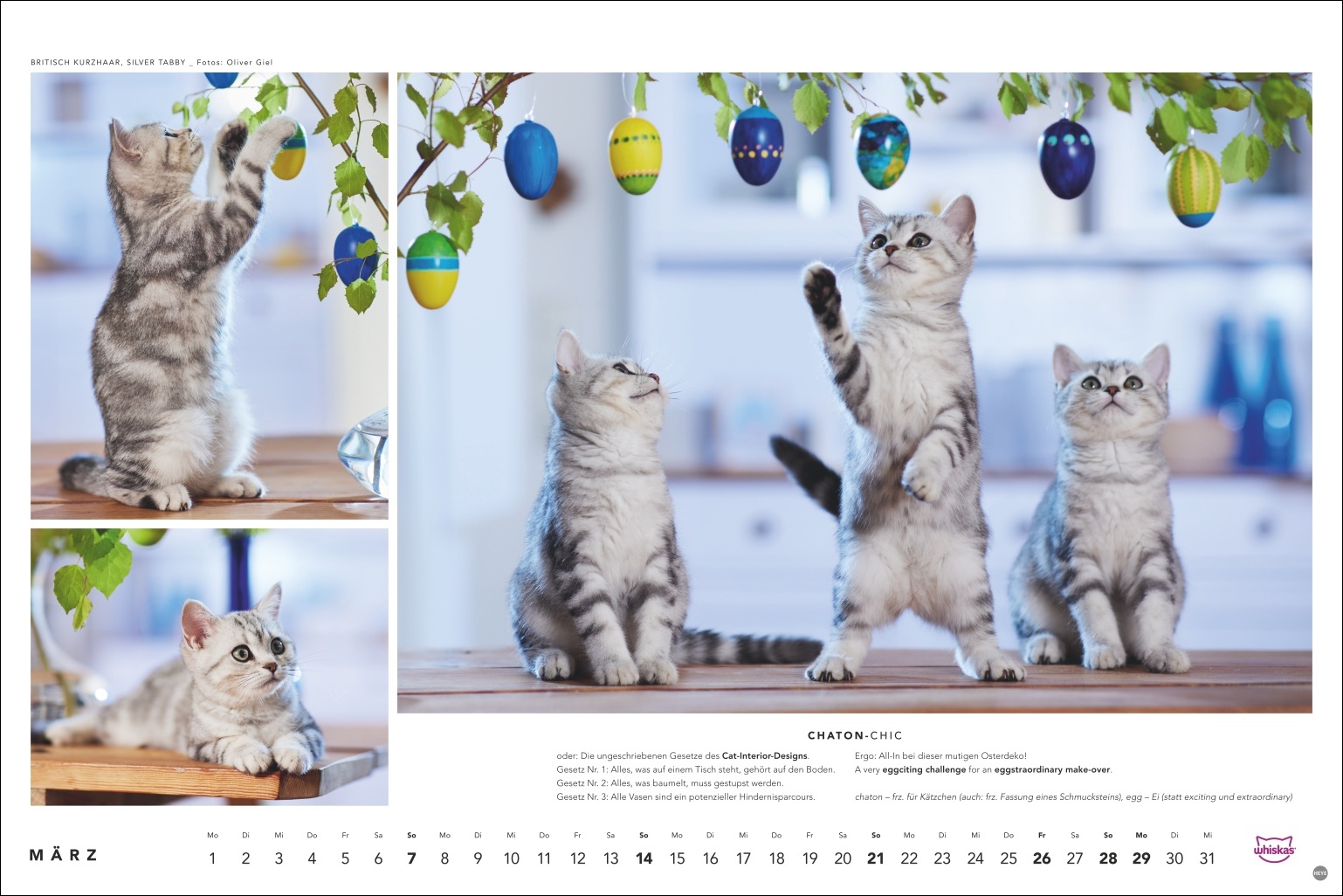 Vier junge Tabby-K&auml;tzchen versuchen, bunte Ostereier von h&auml;ngenden &Auml;sten zu erreichen, Innenaufnahme, Foto: Oliver Giel