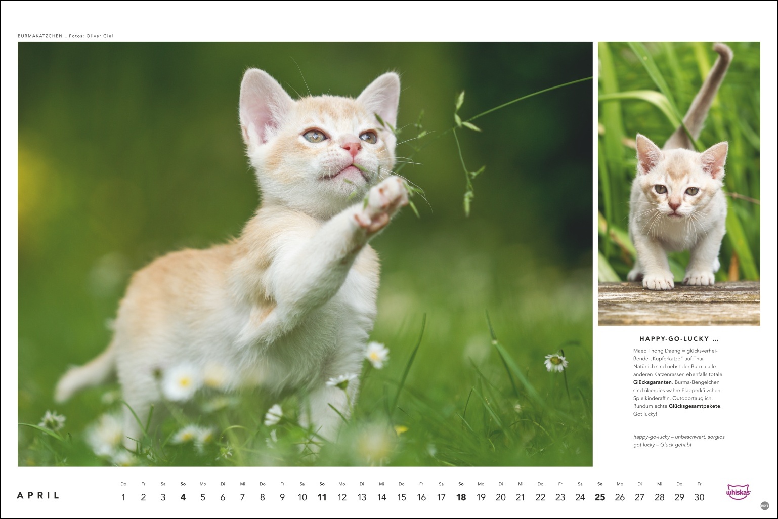Creme-wei&szlig;e Katze mit Fl&ouml;ckchen auf gr&uuml;ner Wiese mit G&auml;nsebl&uuml;mchen, spielerisch nach Grashalm greifend, Foto: Oliver Giel
