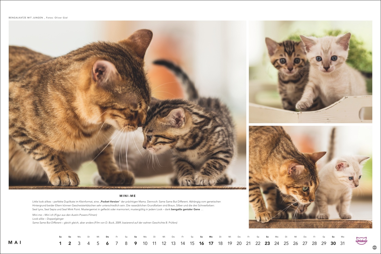Bengalkatze mit Jungen, Mutterkatze beschnuppert Kitten, Portr&auml;t- und Gruppenaufnahmen, Foto: Oliver Giel