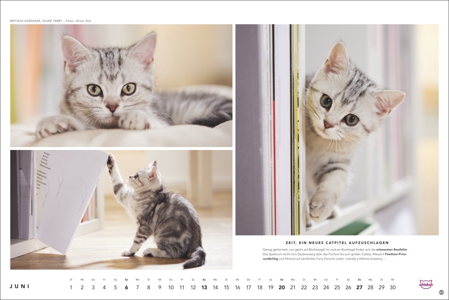 Britisch Kurzhaar Silber Tabby, junge Katze in drei Posen - liegend, hinter T&uuml;r lugende, springend, Kalenderseite Juni, Foto: Oliver Giel