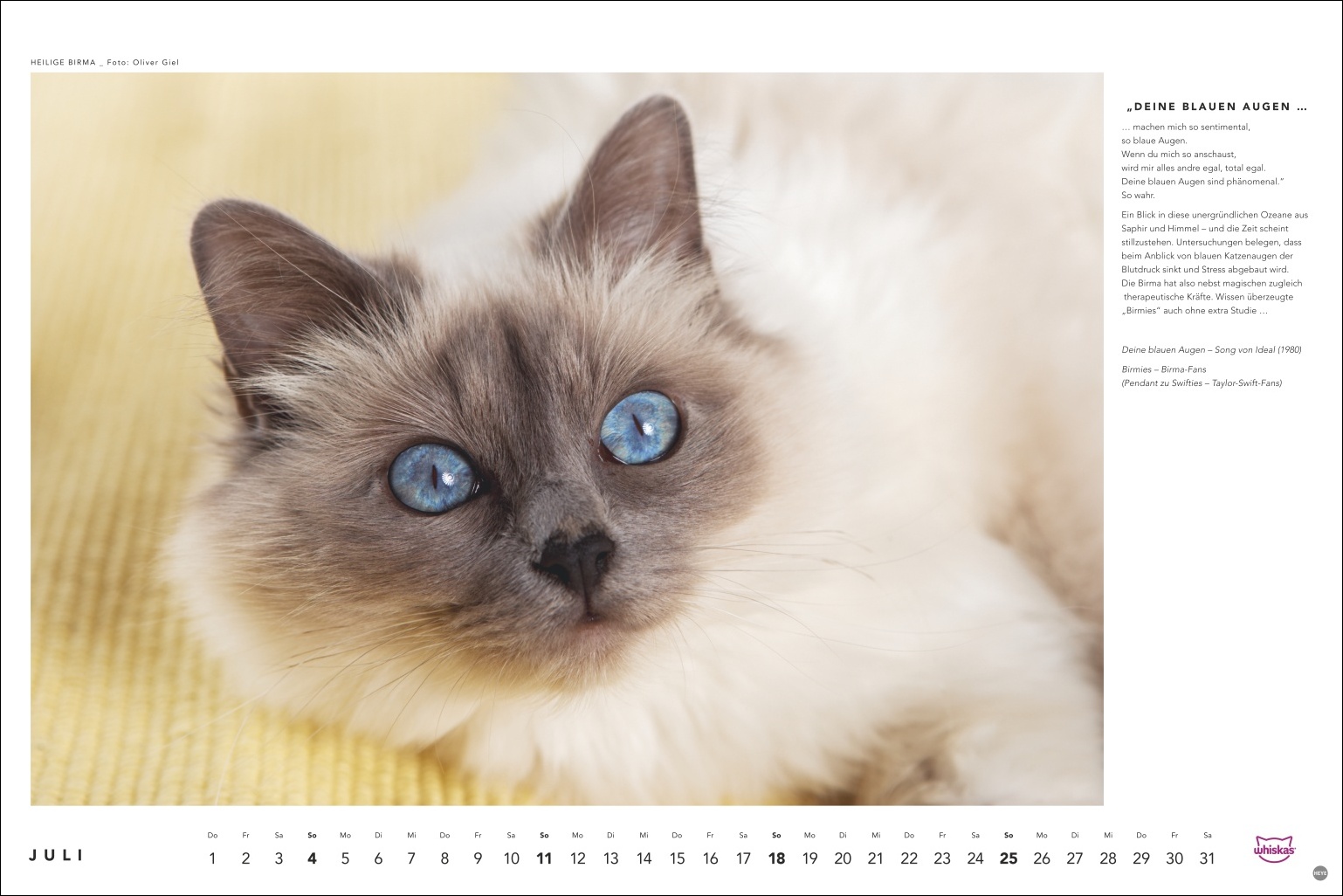 Heilige Birma-Katze mit leuchtend blauen Augen, cremefarbenes Fell mit dunkelbraunen Markierungen, Blick in die Kamera, Portr&auml;t, Foto: Oliver Giel