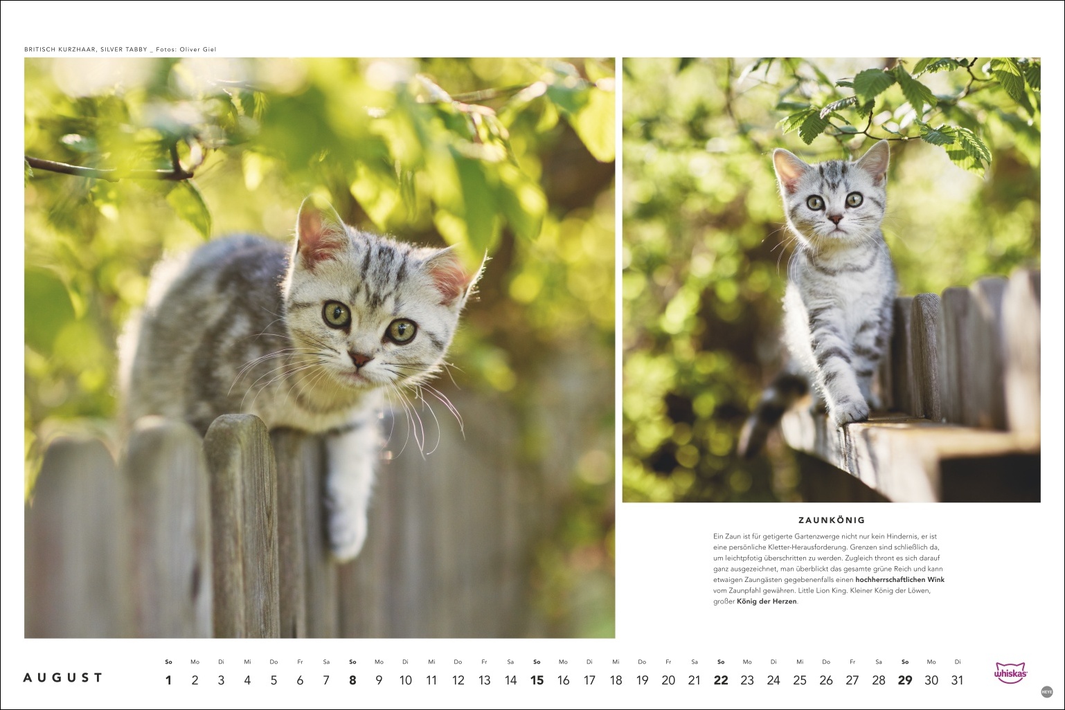 Britisch Kurzhaar Katze "Silver Tabby" auf Holzzaun, Garten mit gr&uuml;nem Laub, Portr&auml;t, Foto: Oliver Giel