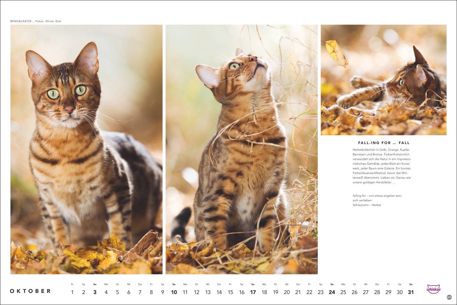 Getigerte Katze beobachtet Herbstlaub, Herbstlicht mit gelben und braunen Bl&auml;ttern, Kalenderseite Oktober, Foto: Oliver Giel