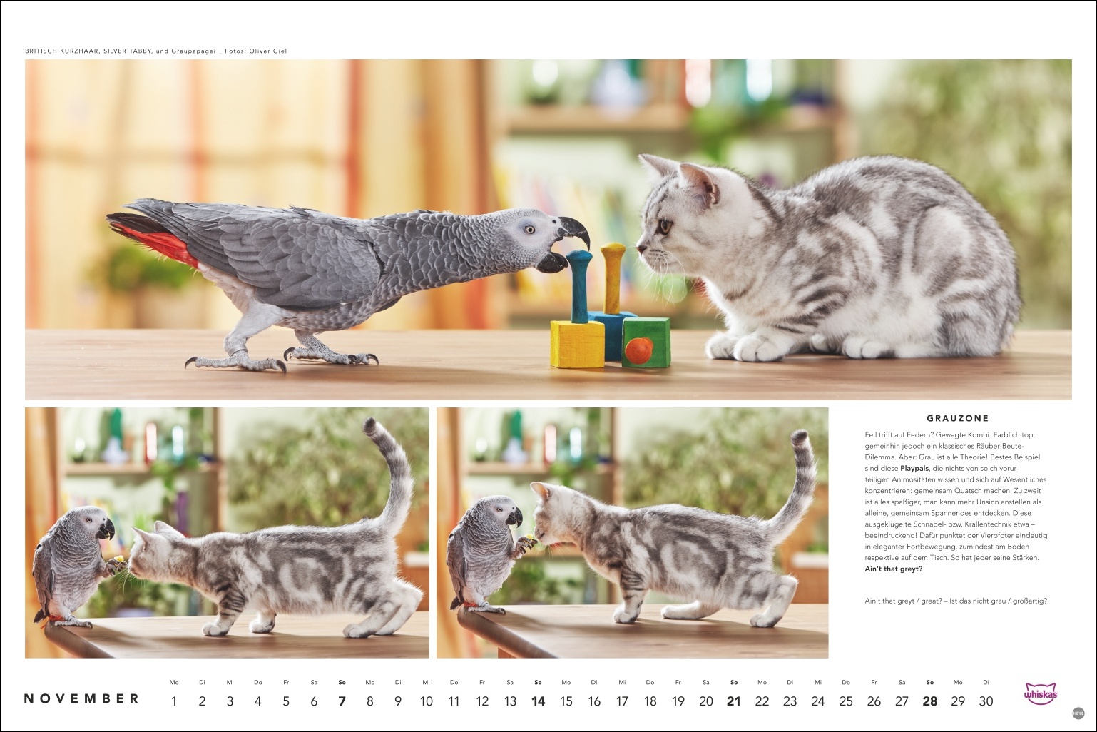 Grauer Papagei und getigerte Kitten mit Spielzeugen auf Holztisch, Innenraum, Kalenderseite, Foto: Oliver Giel