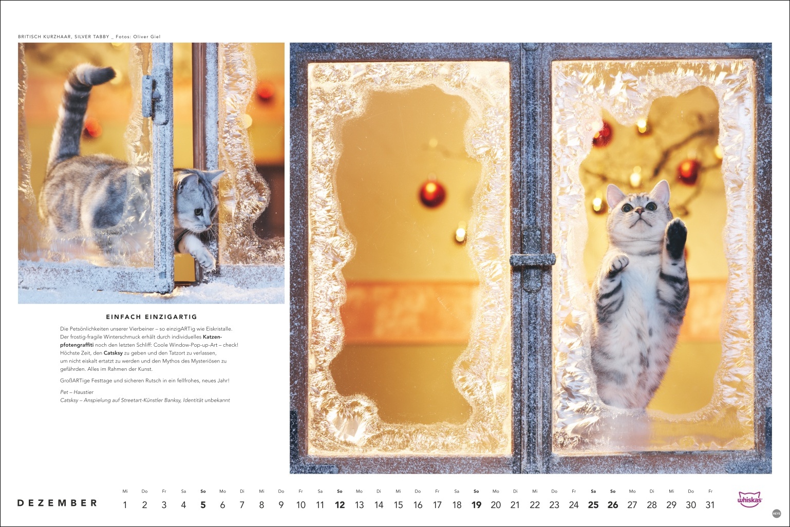 Britisch Kurzhaar und Silver Tabby Katzen blicken durch gefrostete Fenster mit Weihnachtsschmuck, Foto: Oliver Giel